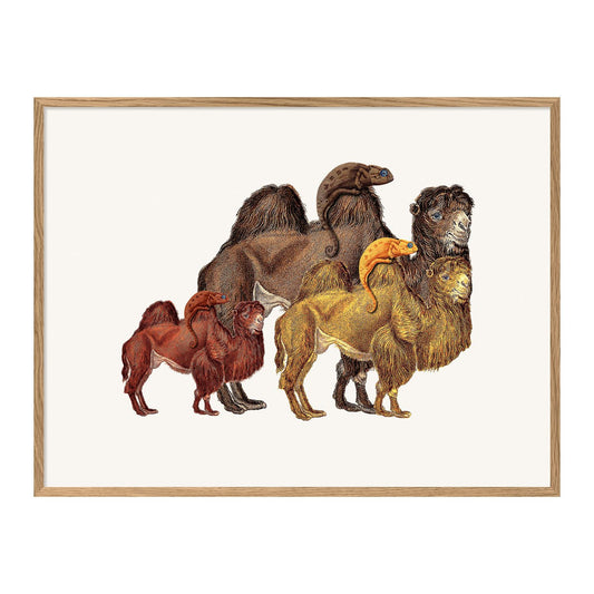 No. 1300 Camels & Chameleons With Oak Frame - 30cm x 40cm