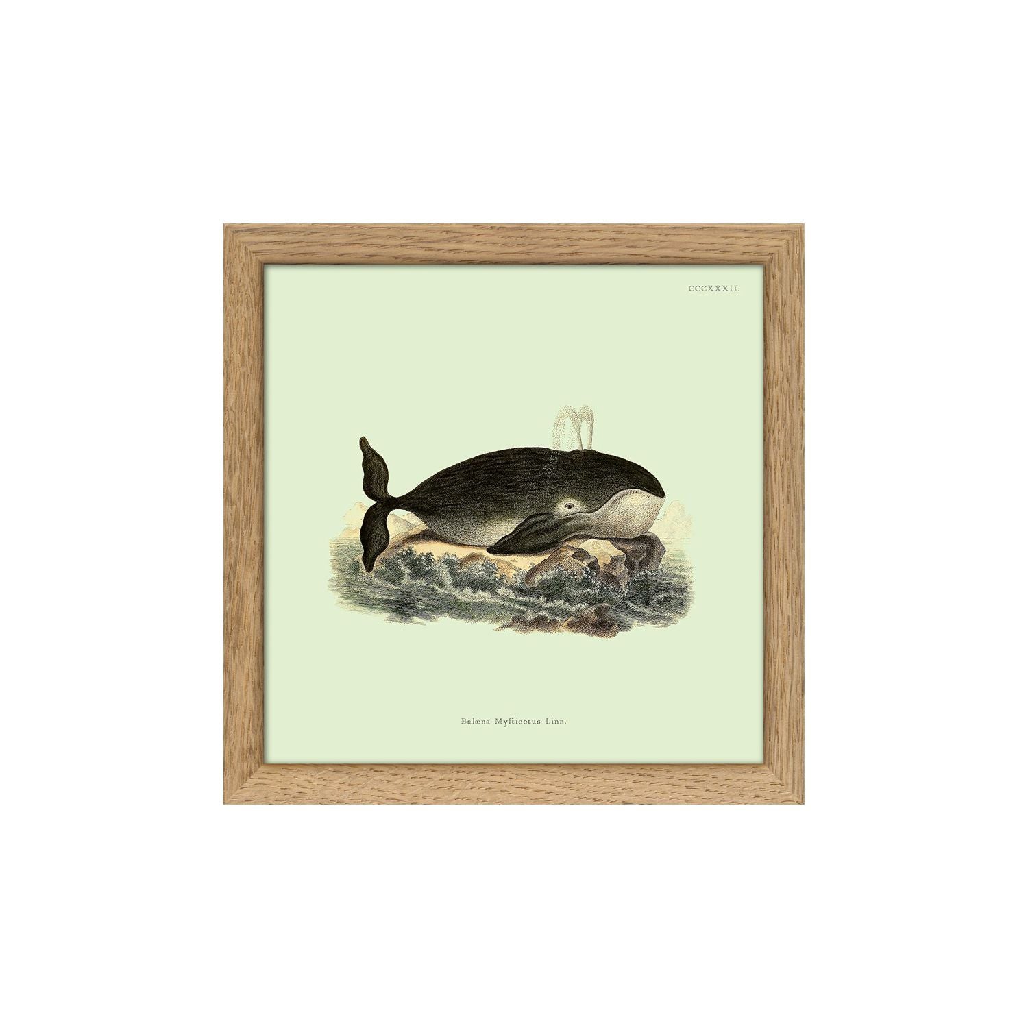 No. SQ5009 Whale Mini Print With Oak Frame - 15cm x 15cm