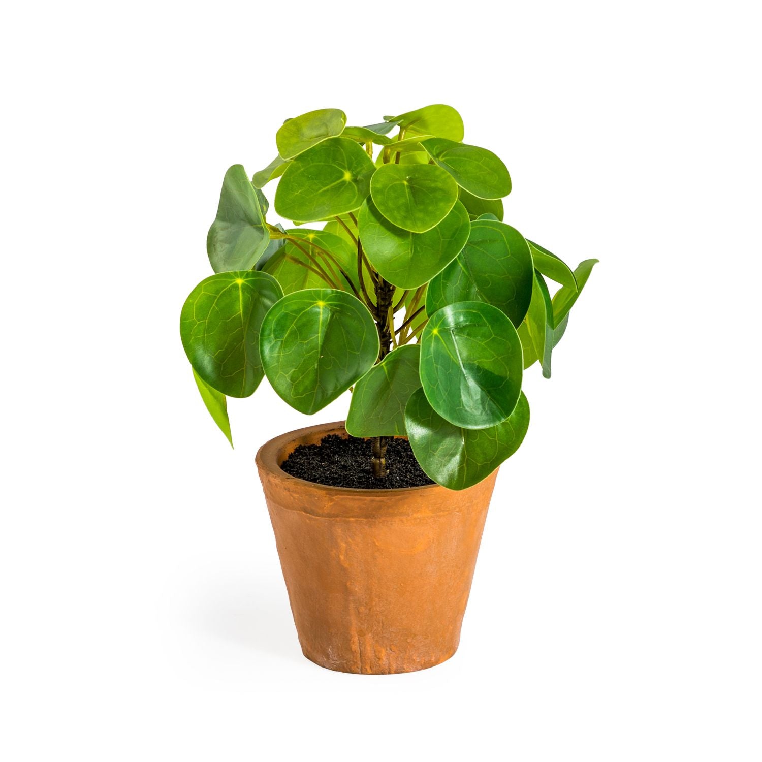 Ornamental Pilea/ Money Plant in Terracotta Pot