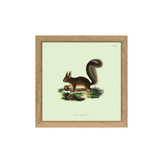 No. SQ5008 Squirrel Mini Print With Oak Frame - 15cm x 15cm