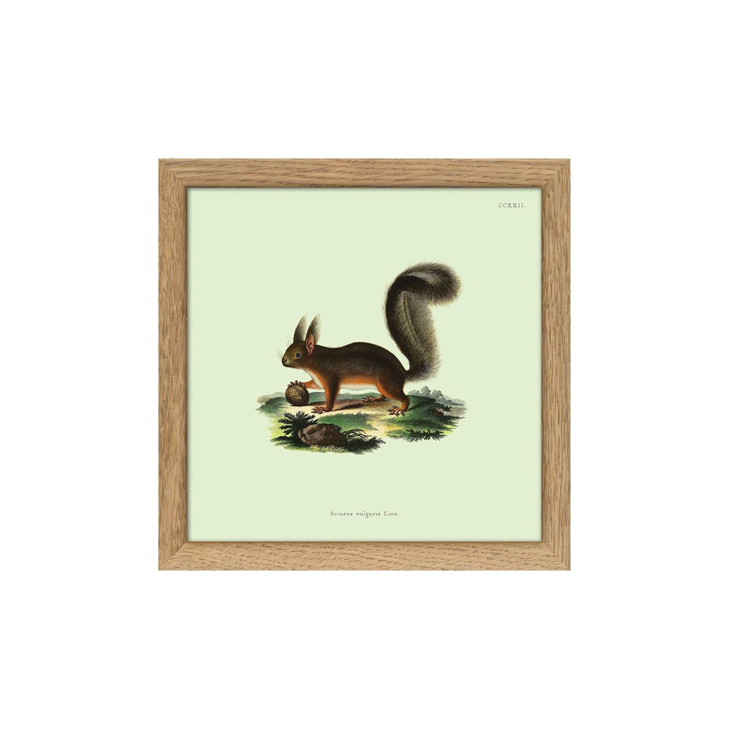 No. SQ5008 Squirrel Mini Print With Oak Frame - 15cm x 15cm