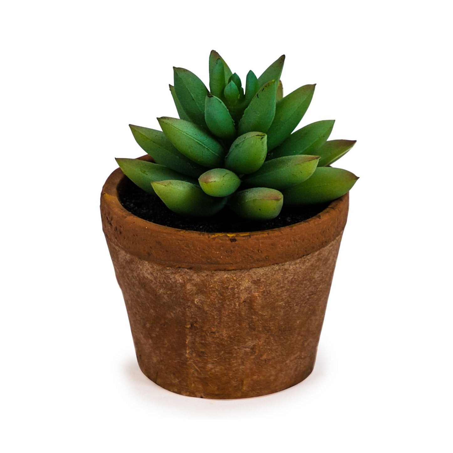 Ornamental Plant in Terracotta Pot - Small